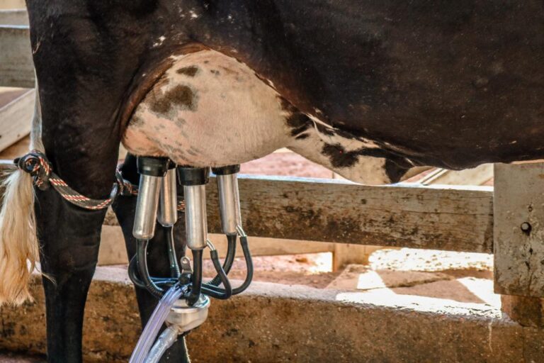 MT Produtivo Leite entregará 15 mil doses de sêmen bovino à Agricultura Familiar