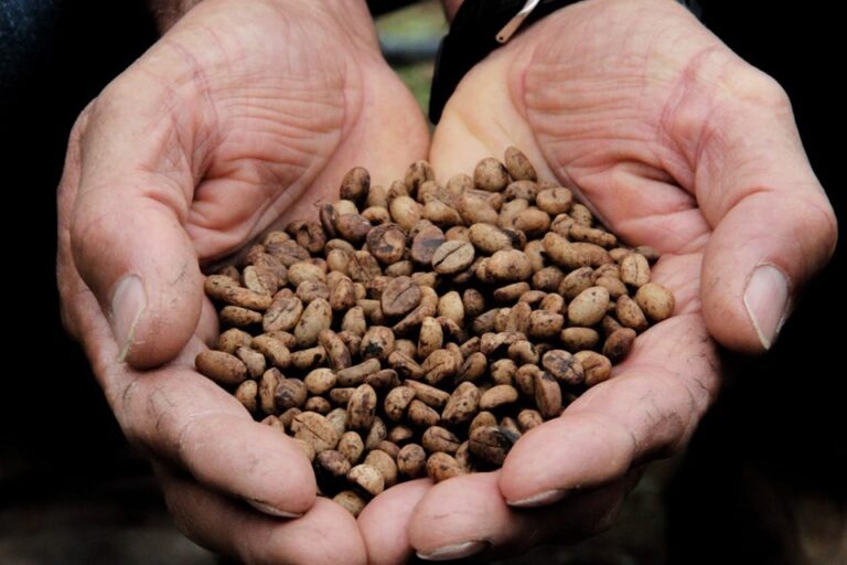 Cafeicultores do norte capixaba recebem sementes do conilon Conquista