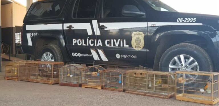 Polícia Civil apreende pássaros criados ilegalmente em cativeiro em Formosa