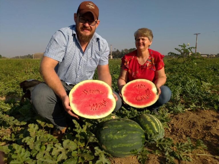 Agricultores investem no cultivo irrigado de melancia como alternativa de renda no Norte de MT