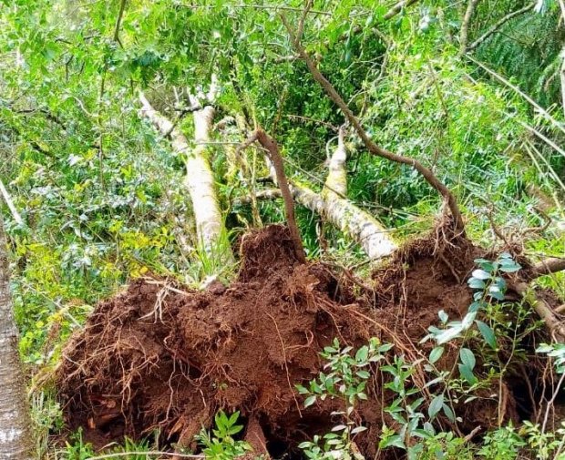 Consema aprova reaproveitamento das árvores derrubadas pelos tornados em Santa Catarina