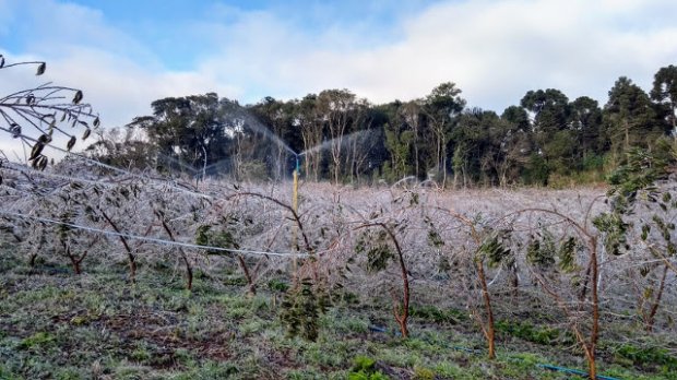 Agricultores catarinenses congelam pomares de frutas de caroço para protegê-los da geada