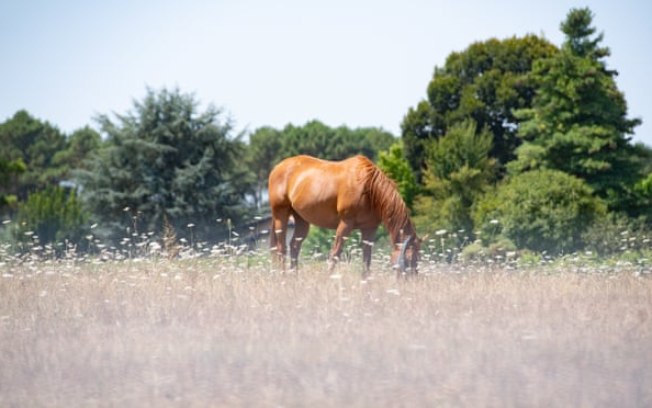 Série de mutilações em animais confunde a polícia francesa