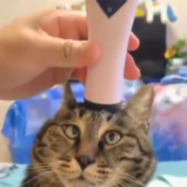 Gato tem reação adorável ao receber massagem; assista