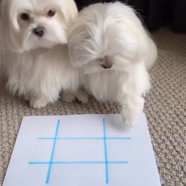 Cães brincando de jogo da velha fazem  sucesso no Tiktok