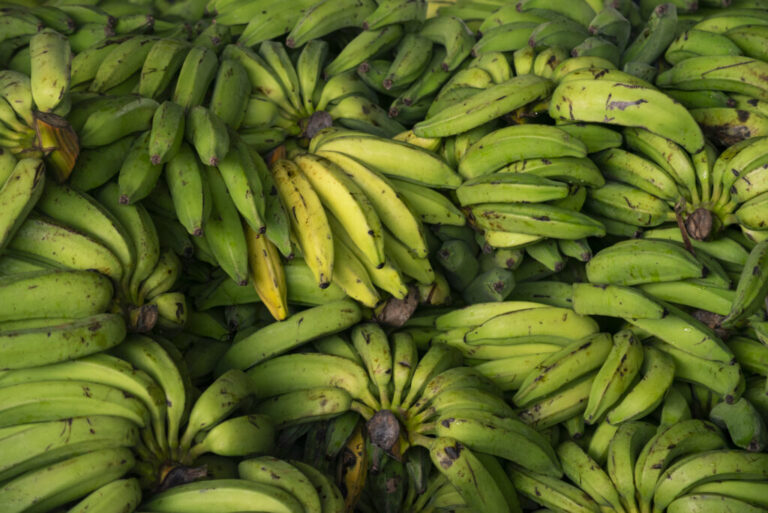 Boa safra na Serra da Ibiapaba faz o preço da banana cair na Ceasa