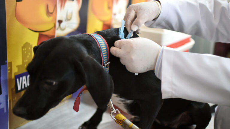 Campanha de vacinação de cães e gatos Estrutural