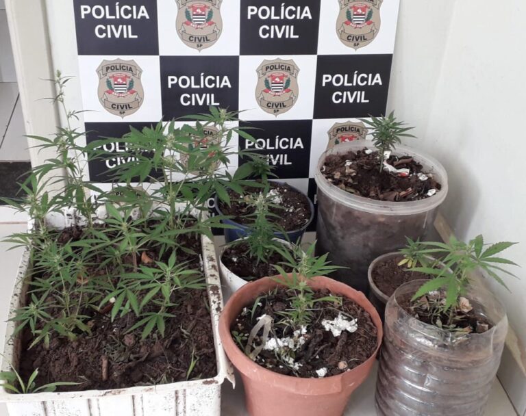 Polícia Civil apreende diversos pés de maconha