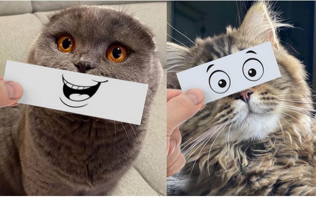 Homem fotografa expressões de gatos de um jeito diferente e hilário; veja