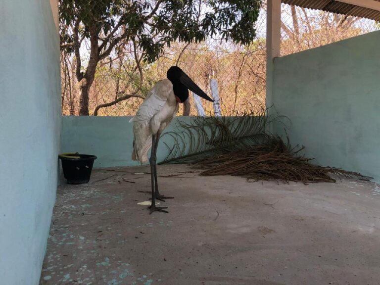 Posto de Atendimento Emergencial a Animais Silvestres entra em operação