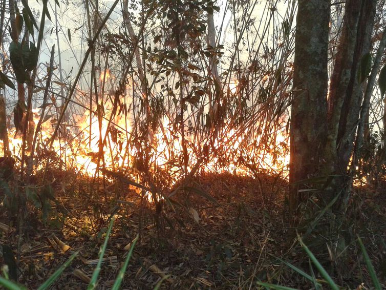 Bombeiros combatem fogo próximo ao Parque da Serra dos Órgãos no Rio