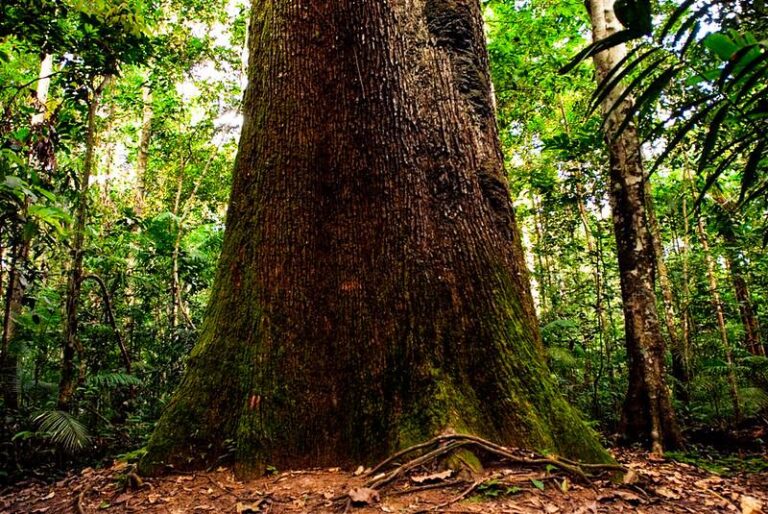 Live reúne secretários de meio ambiente para discutir ações no combate à incêndios florestais