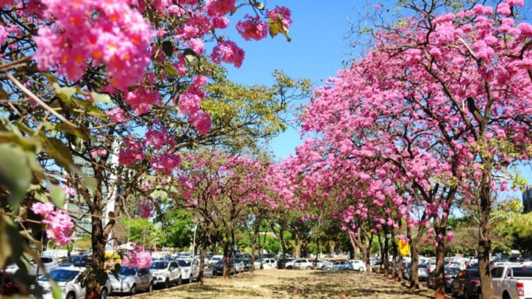 De olho no futuro ambiental: 120 mil árvores no DF até 2021