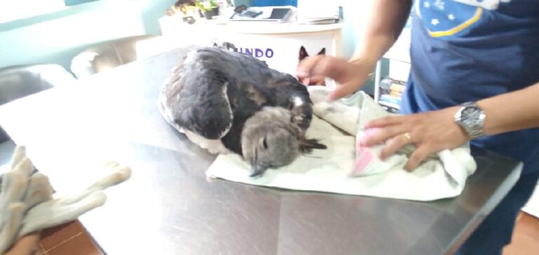Harpia ferida em rede elétrica passa por exames no Hospital Veterinário da UFMT