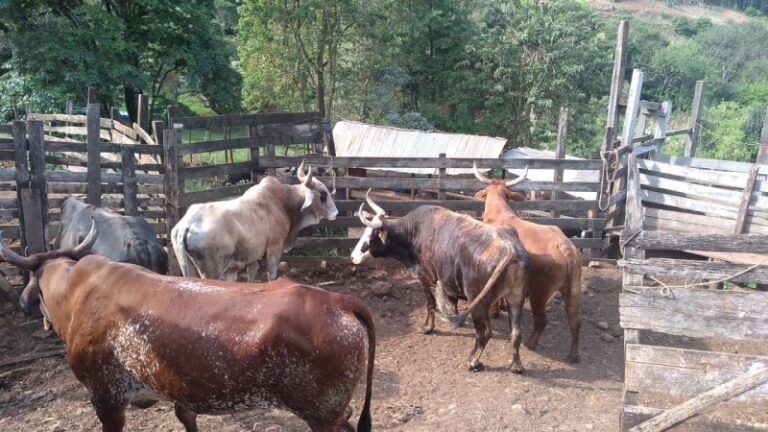 Secretaria da Agricultura acompanha abate de bovinos apreendidos