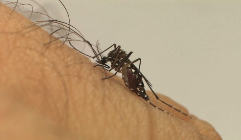 Sesa divulga 39° boletim epidemiológico da dengue, zika e chikungunya