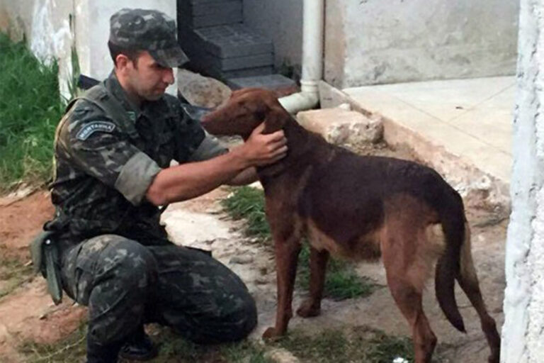 Pedido de hospital público veterinário em Monte Alto