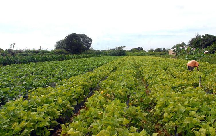 PGFN lança renegociação de dívidas de pequenos produtores rurais