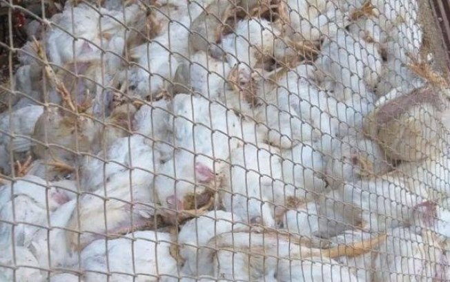 Calor de 41,5ºC mata mais de 6 mil frangos em São Paulo
