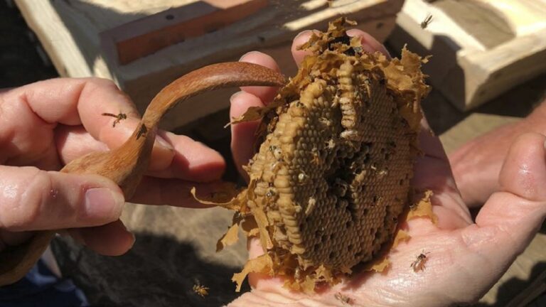 Programa de reintrodução de abelhas nativas propõe conservação ambiental e geração de renda