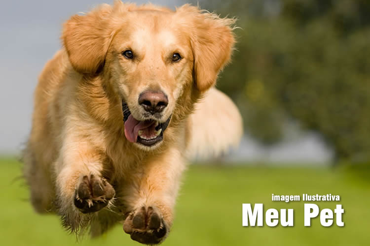 10 perfis de cachorro que fazem jus ao título de “melhor amigo do homem”