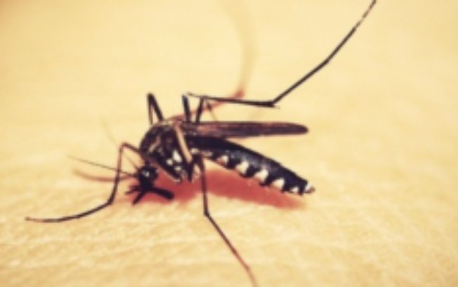 Aedes aegypti são soltos em Belo Horizonte para ajudar no combate à dengue