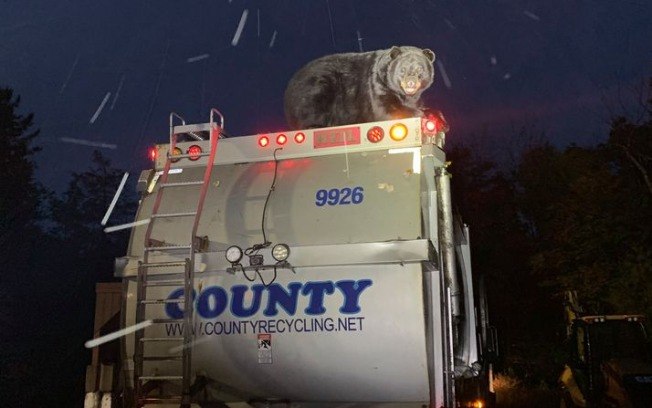 Urso é visto “pegando carona” em caminhão de lixo nos Estados Unidos