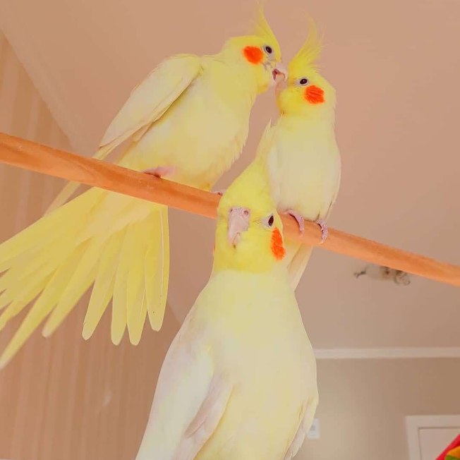 Mãe de pássaro: jovem conta a experiência de cuidar de 10 calopsitas