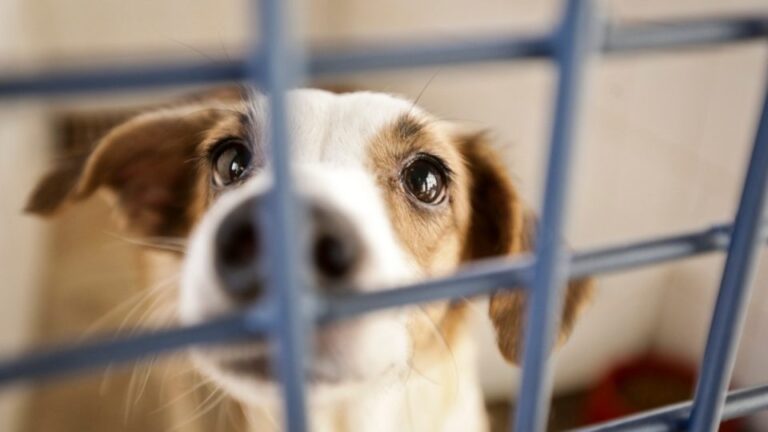 Que tal adotar um cãozinho?