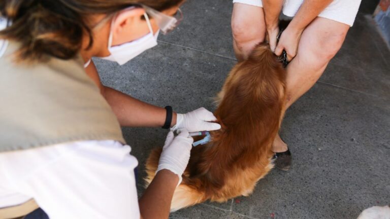 Vacinação antirrábica vai até o dia 23