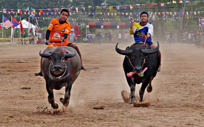Corrida de búfalos é sucesso na Tailândia; veja o vídeo