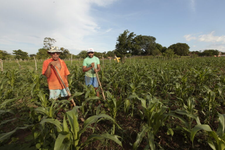 Ceará projeta safra de quase 800 mil toneladas de cereais e oleaginosas em 2020