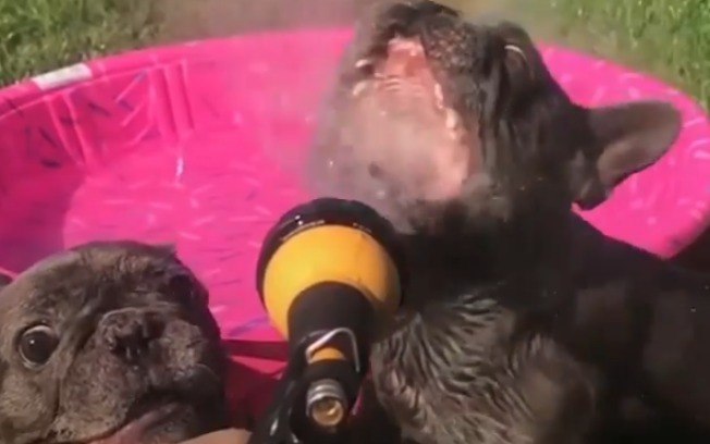 Cãezinhos apaixonados por água protagonizam o vídeo mais fofo que você vai ver