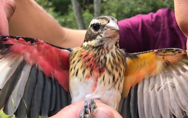 Conheça o Grosbeak, pássaro raro que é “meio macho e meio fêmea”