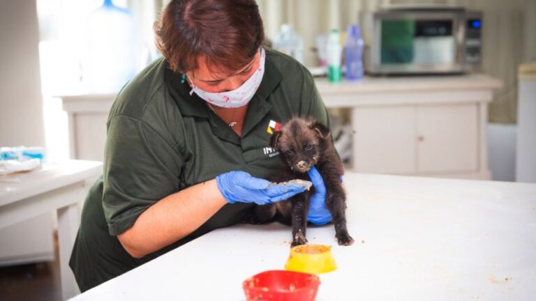 Zoológico acolhe mais de 50 animais órfãos