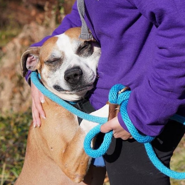 Conheça Toro, cãozinho fofo que é viciado em abraçar