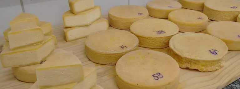 Pesquisas aprimoram queijo artesanal mineiro 