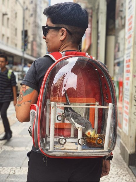 Conheça Tom Zé, a calopsita que passeia por São Paulo em uma mochila adaptada