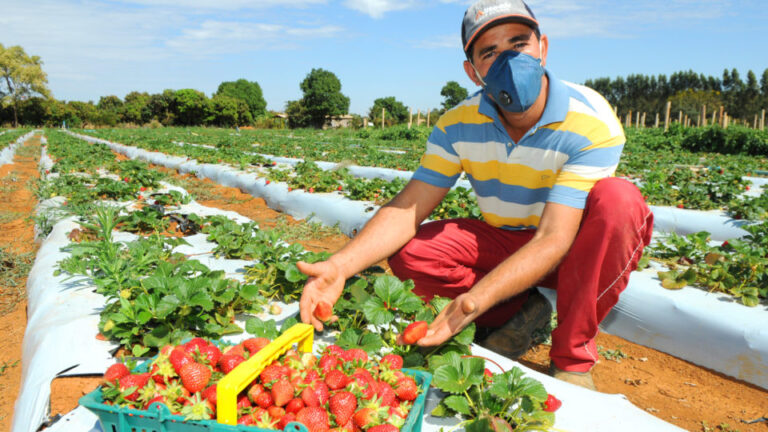 Sua excelência, o produtor rural das cestas verdes