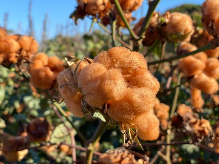 Empaer realiza experimentos com algodão colorido orgânico em Canarana; produção será exportada para França
