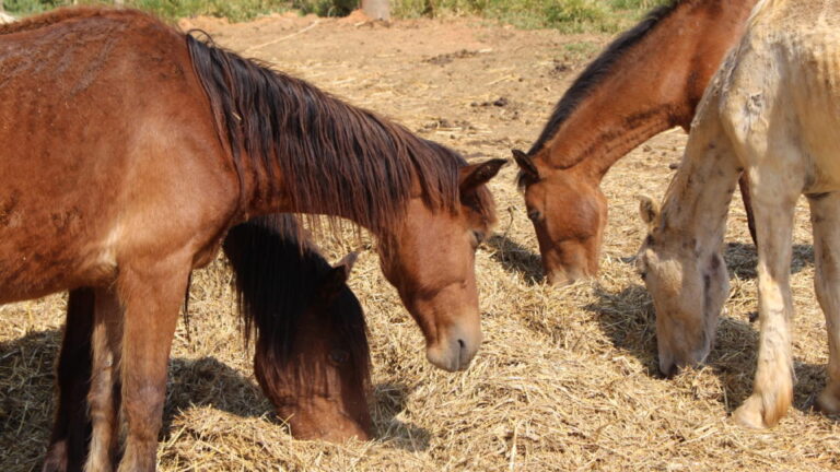 Como adotar animal de grande porte