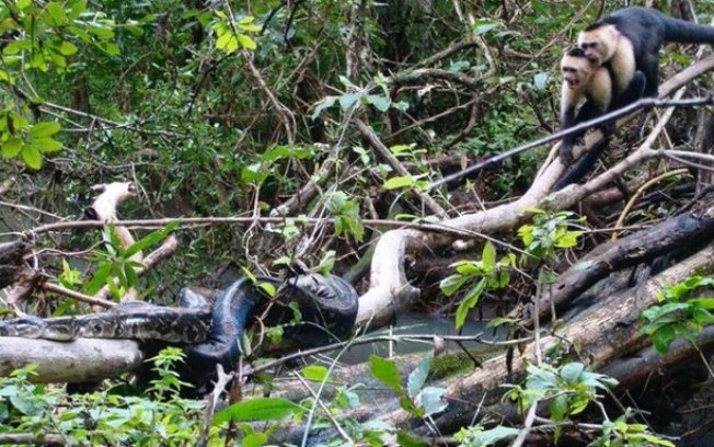 Bando de macacos se une para enfrentar jiboia faminta e salvar filhote; assista