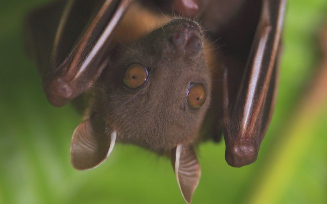 A campanha de cientistas para defender morcegos ‘acusados’ de originar Covid-19