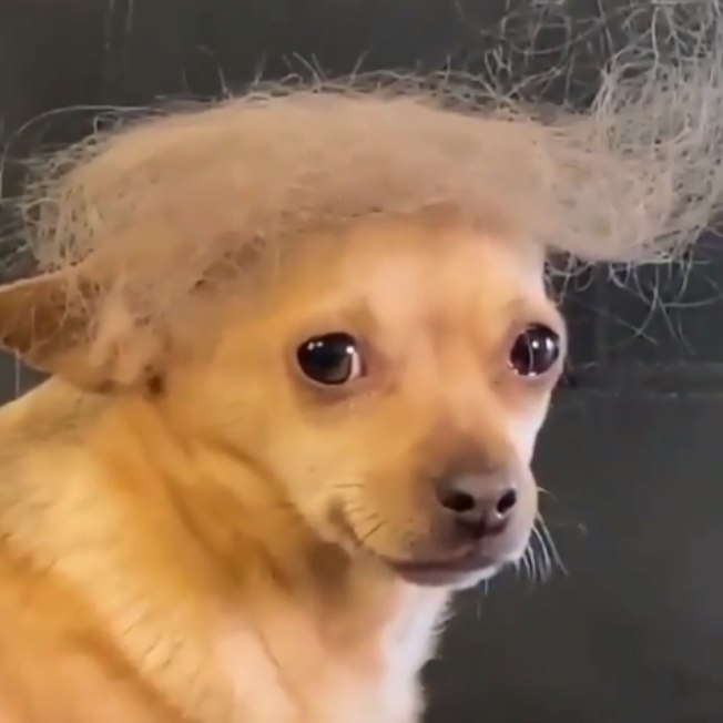 Cãozinho parecido com Donald Trump viraliza em vídeo hilário
