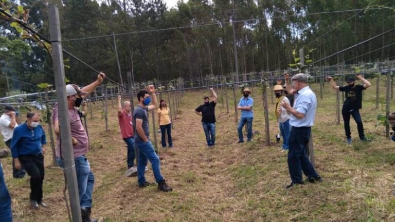 Resultados de pesquisa geram otimismo para produtores de kiwi