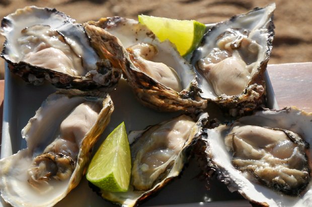 Secretaria da Agricultura anuncia a liberação de retirada e comércio de ostras em todo o Estado