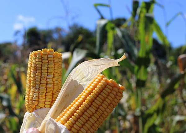 Governo do Ceará expandirá fornecimento de milho biofortificado
