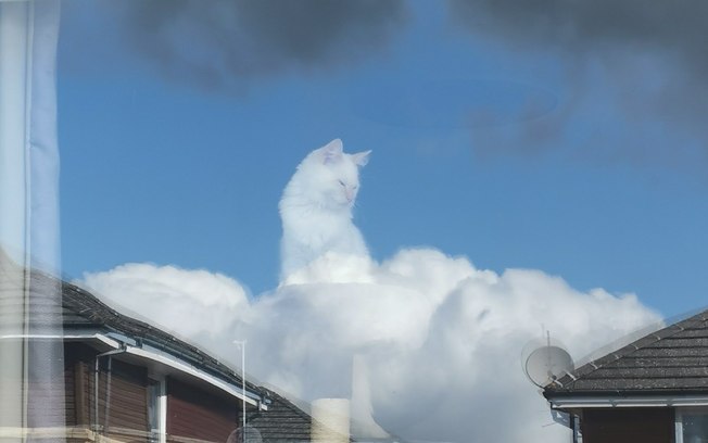 É gato ou nuvem? Gatinho viraliza ao parecer que está flutuando no céu