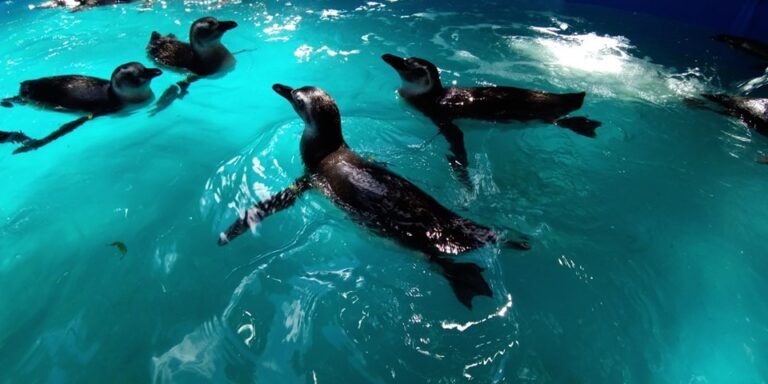 Pinguins reabilitados serão devolvidos ao mar nesta sexta-feira (16)