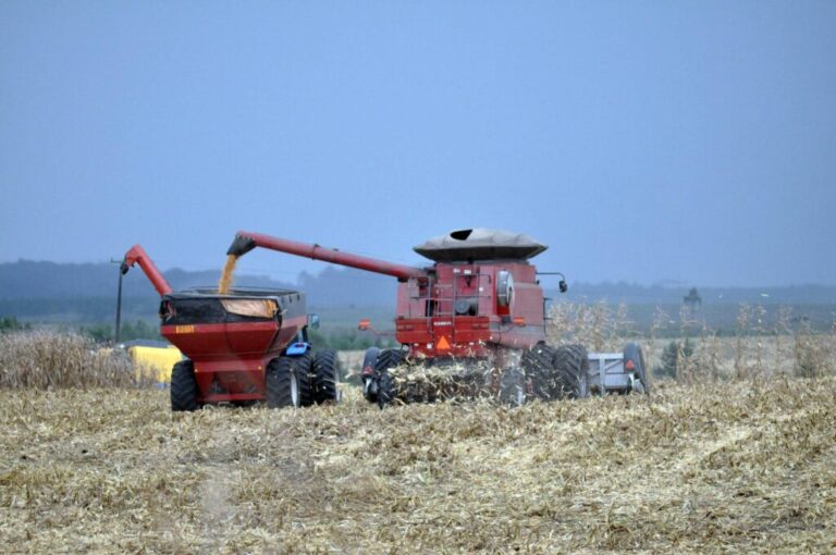 Boletim agropecuário registra avanço no plantio de milho